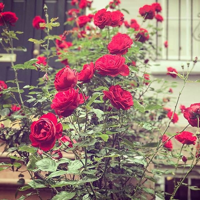 Peeled my eyeballs off the TV's BREAKING NEWS!!! long enough to take a walk around the block and (literally) stop and smell the roses