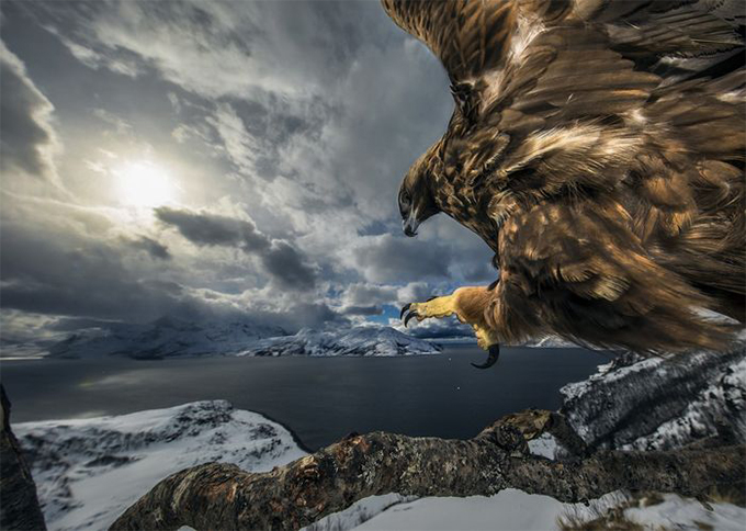 Названы победители Nature Photographer of The Year — 2019. Смотрите лучшие снимки природы (фото 3)