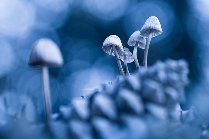 Названы победители Nature Photographer of The Year — 2019. Смотрите лучшие снимки природы (фото 5)