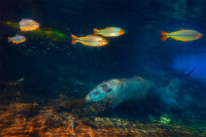 Названы победители Nature Photographer of The Year — 2019. Смотрите лучшие снимки природы (фото 7)