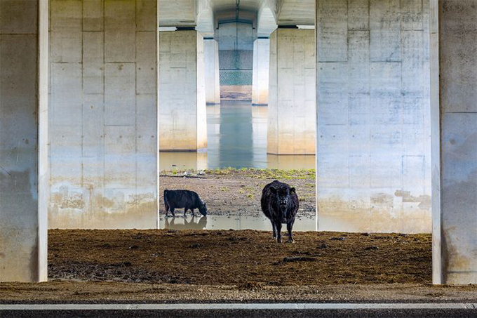 Названы победители Nature Photographer of The Year — 2019. Смотрите лучшие снимки природы (фото 12)