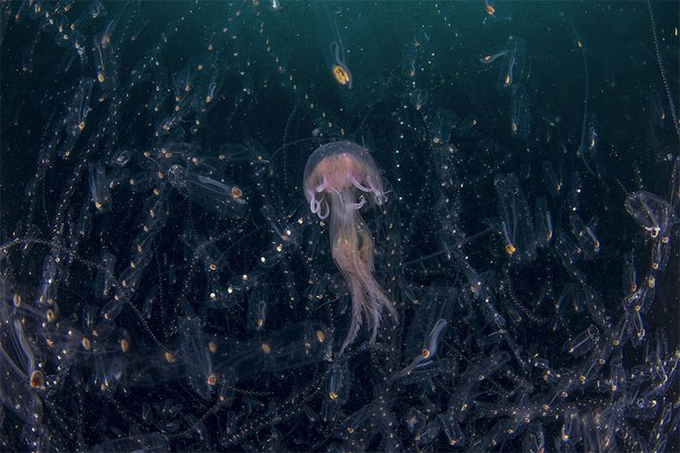 Названы победители Nature Photographer of The Year — 2019. Смотрите лучшие снимки природы (фото 15)