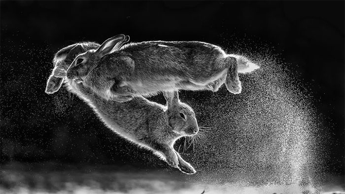 Названы победители Nature Photographer of The Year — 2019. Смотрите лучшие снимки природы (фото 1)