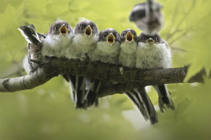 Названы победители Nature Photographer of The Year — 2019. Смотрите лучшие снимки природы (фото 25)