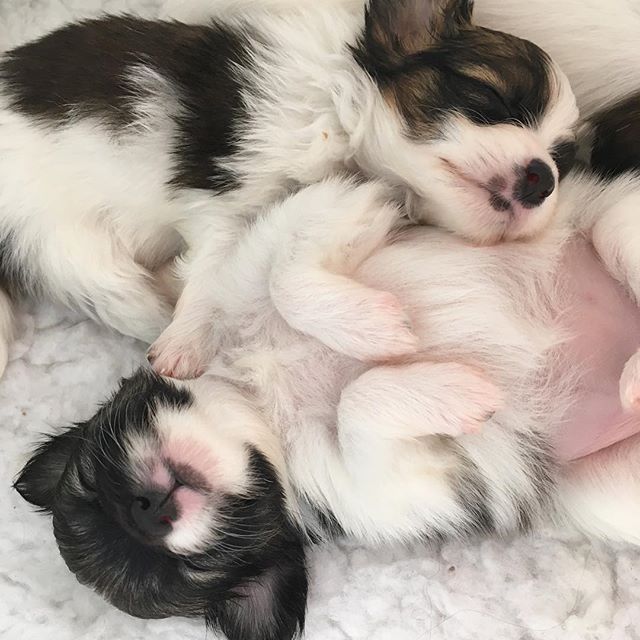 Gizmo and Dr Pepper my new puppies!