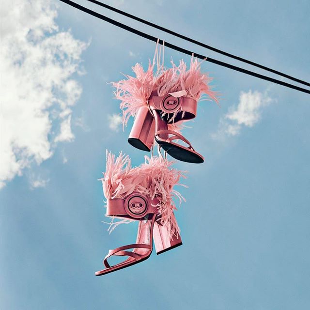 #MRShoesday flamingos of a feather flocking together via @chapoteau