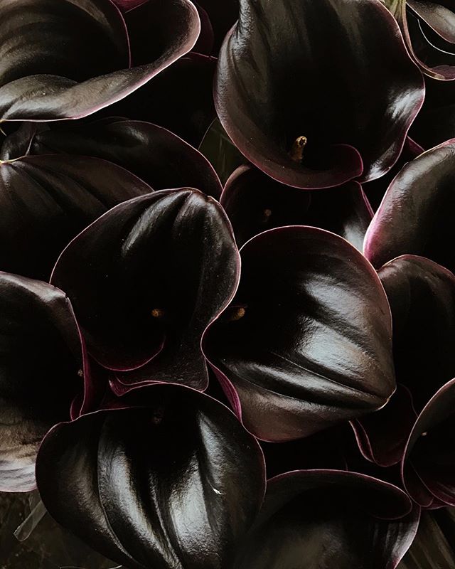 These calla lilies though.
Heading to LA with @gucci and @lallo25 for the 2017 LACMA  Art+Film Gala. #INBLOOM #AD
