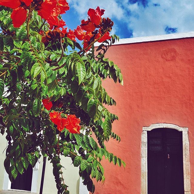 Mexico   
.
#façade #flowers #mexico #colors #vivamexico